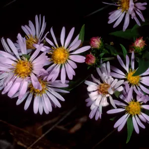 Aster chilensis, SBBG