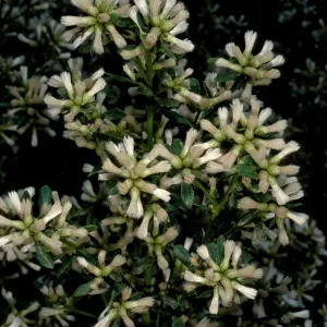 Baccharis pilularis, female, Middle Canyon, Santa Catalina Island