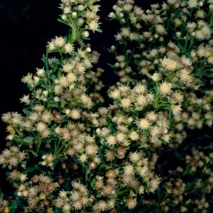 Baccharis pilularis, female, Middle Canyon, Santa Catalina Island