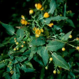 Berberis nevinii, SBBG