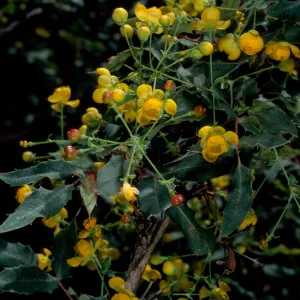 Berberis nevinii, SBBG