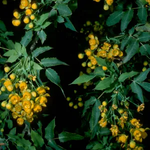 Berberis nevinii, SBBG