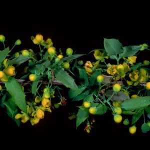 Berberis nevinii, SBBG