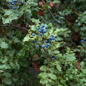 Berberis pinnata ssp. pinnata, SBBG