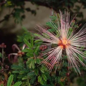 Calliandra eriophylla, SBBG