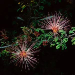 Calliandra eriophylla, SBBG