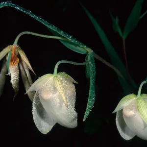 Calochortus albus, Refugio Pass