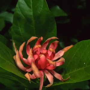 Calycanthus occidentalis, SBBG