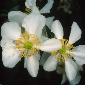 Carpenteria californica, SBBG