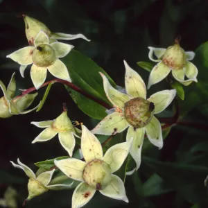 Carpenteria californica, SBBG