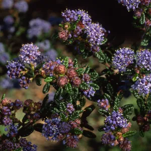 Ceanothus maritimus, SBBG