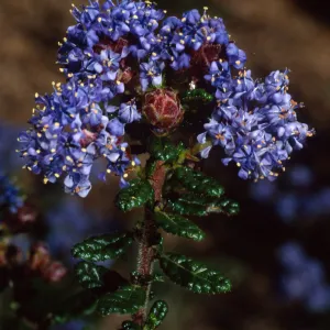Ceanothus 'Julia Phelps', SBBG