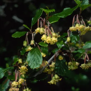 Cercocarpus betuloides, SBBG meadow border