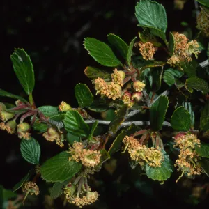 Cercocarpus betuloides, Tunnel Trail