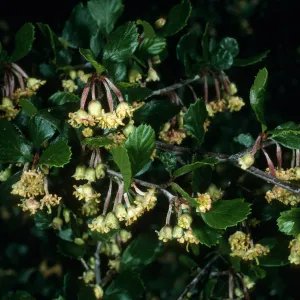 Cercocarpus betuloides, SBBG