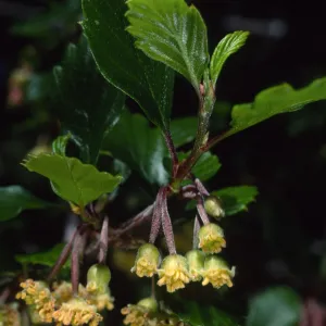 Cercocarpus betuloides, SBBG