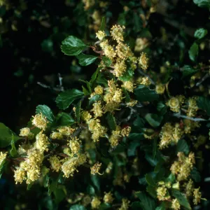 Cercocarpus betuloides, SBBG