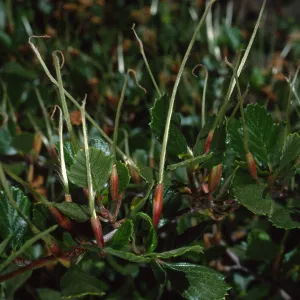 Cercocarpus betuloides, SBBG