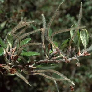 Cercocarpus traskiae, Wrigley Garden, Sta. Catalina Isl.