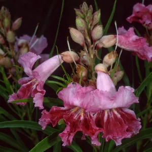 Chilopsis linearis, SBBG desert section