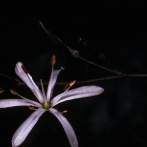 Chlorogalum pomeridianum, Cuesta Ridge