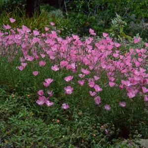 Clarkia, upper west Meadow, SBBG