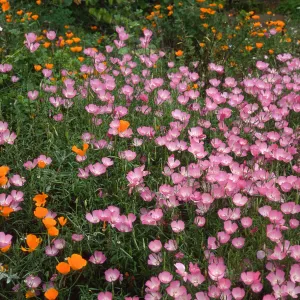Clarkia, upper west Meadow SBBG