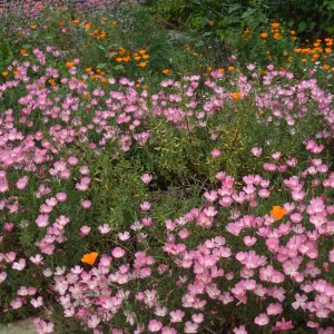 Clarkia, upper west Meadow SBBG
