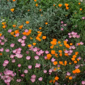 Clarkia, upper west Meadow SBBG
