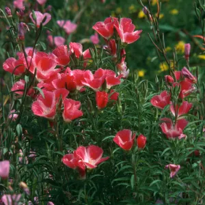 Clarkia, upper west Meadow SBBG