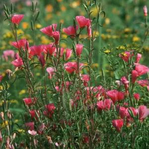 Clarkia, upper west Meadow SBBG