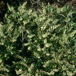 Comarostaphylos, east of Pelican Bay