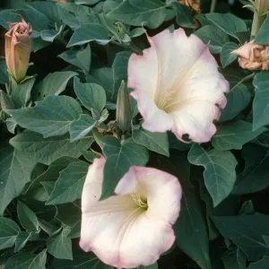 Datura wrightii, Coches Prietos, S. Cruz Isl.