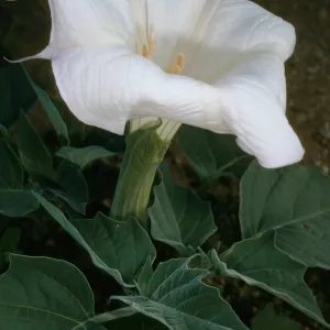 Datura wrightii, Joshua Tree