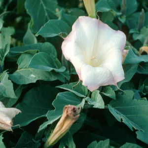 Datura wrightii, Coches Prietos, S. Cruz Isl.