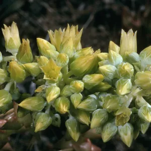 Dudleya candelabrum, road to Fraser Point, S. Cruz Isl.