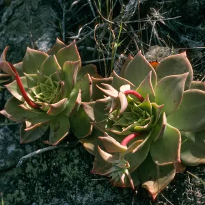 Dudleya candelabrum , Willows Cyn. mouth, S. Cruz Isl.