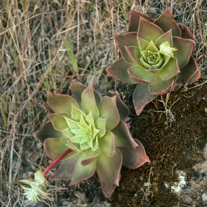 Dudleya candelabrum , north side Las Torres, S. Cruz Isl.