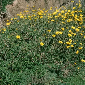 Encelia californica, Pt. Sal