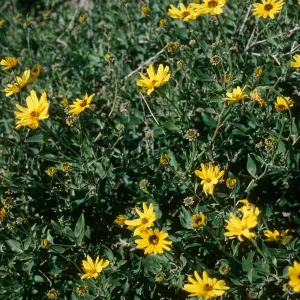 Encelia californica, Pt. Sal