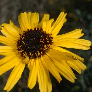 Encelia californica, SBBG