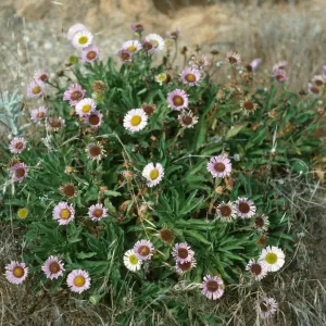Erigeron glaucus, 1st canyon E. of Valdez, S. Cruz Isl.