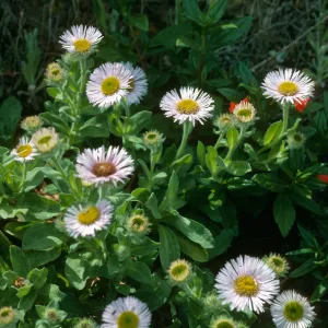 Erigeron glaucus, E. of Platts, Sta. Cruz Isl
