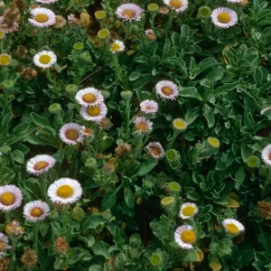 Erigeron glaucus, W. end, San Miguel Isl.