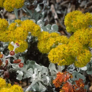 Eriogonum crocatum, SBBG