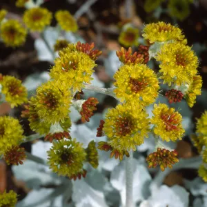 Eriogonum crocatum, SBBG
