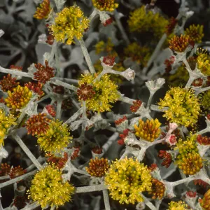 Eriogonum crocatum, SBBG
