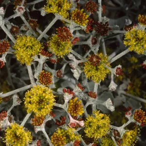 Eriogonum crocatum, SBBG