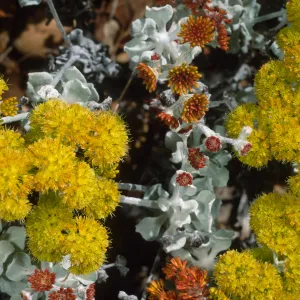 Eriogonum crocatum, SBBG