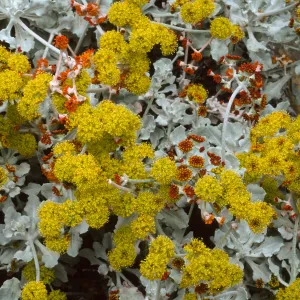 Eriogonum crocatum, SBBG
